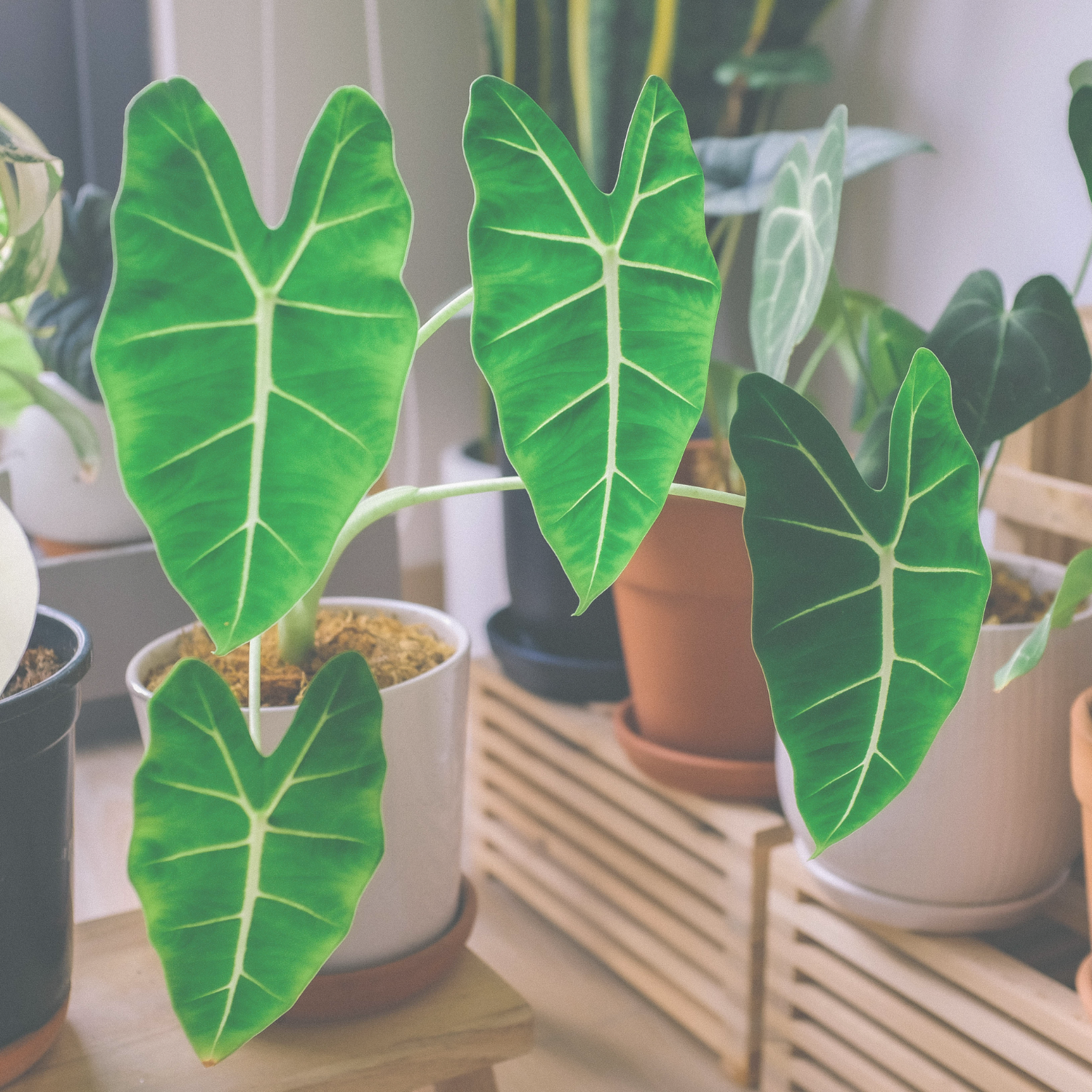 alocasias