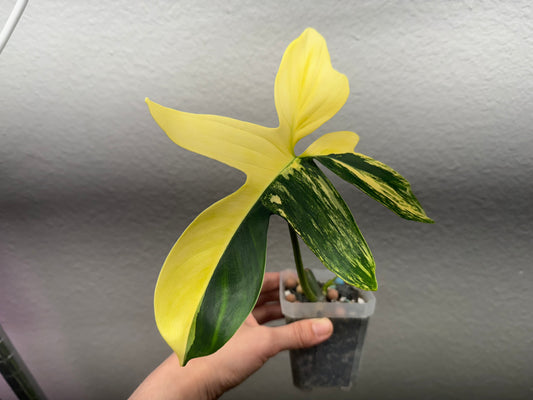 philodendron pedatum variegated