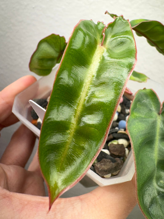 philodendron billitiae