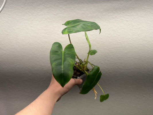 burle marx philodendron green