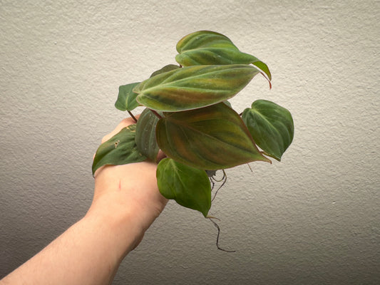 philodendron micans rooted cuttings