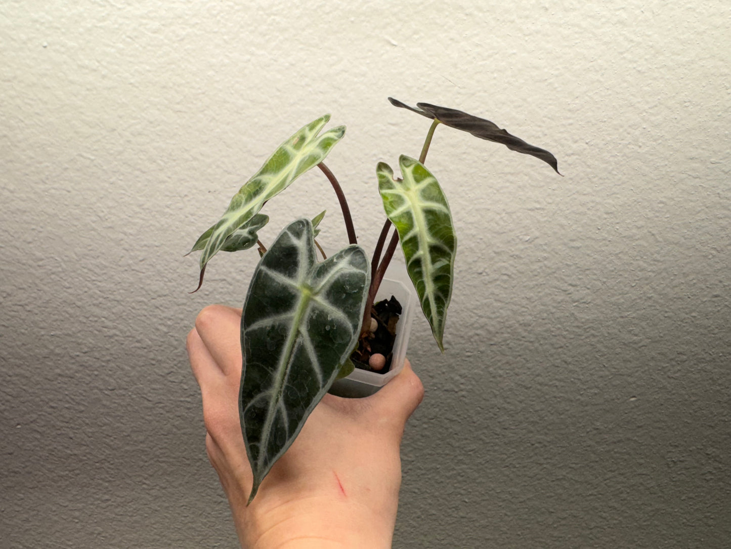 alocasia bambino, green