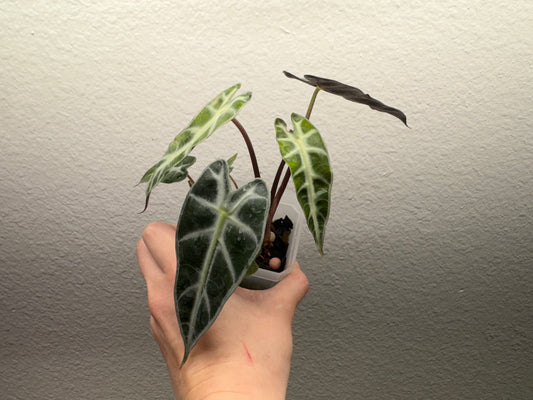 alocasia bambino, green